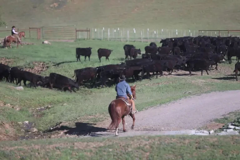 JC horseback moving.jpg