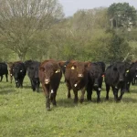 Respiratory issues are the biggest cattle killer