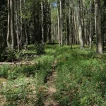 Gila National Forest