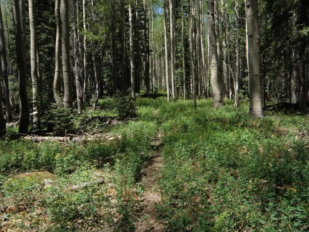 Federal appeals court dismisses lawsuit over sniping feral cattle