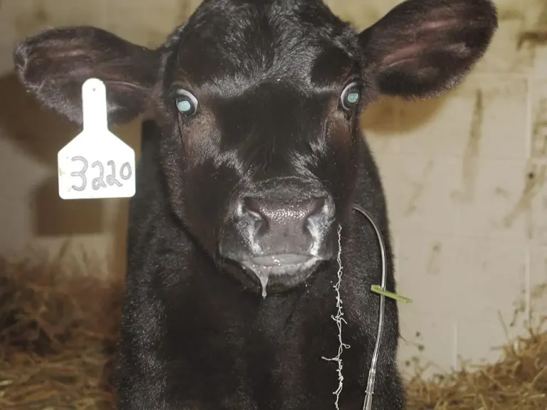 A calf with pneumonia