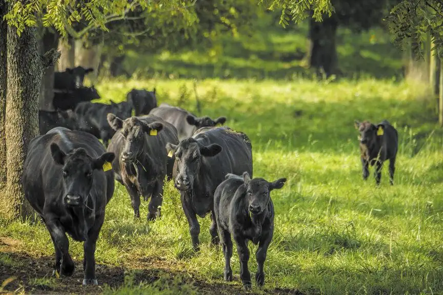 RSAA is seeking beef partners