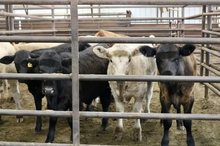 Scarmardo Cattle Co.