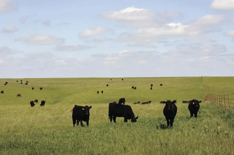 Cattle grazing