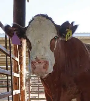 Supplement promises to create climate-smart cows - 1