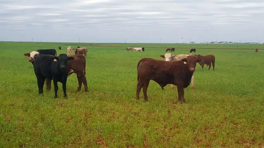 Maintaining calf productivity when wheat pasture is short