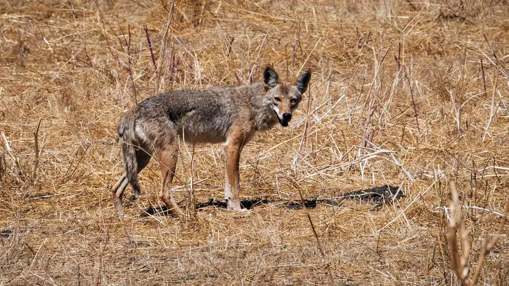 M-44s save lambs from coyotes