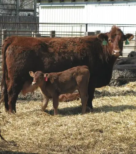 13 beef webinar.jpg