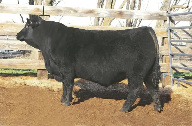 trinity farms- bull.jpg