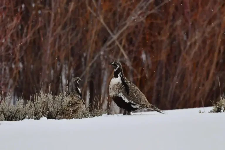 gunnison sage-grouse