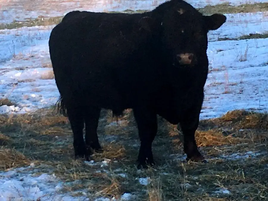 Protect bulls from winter weather