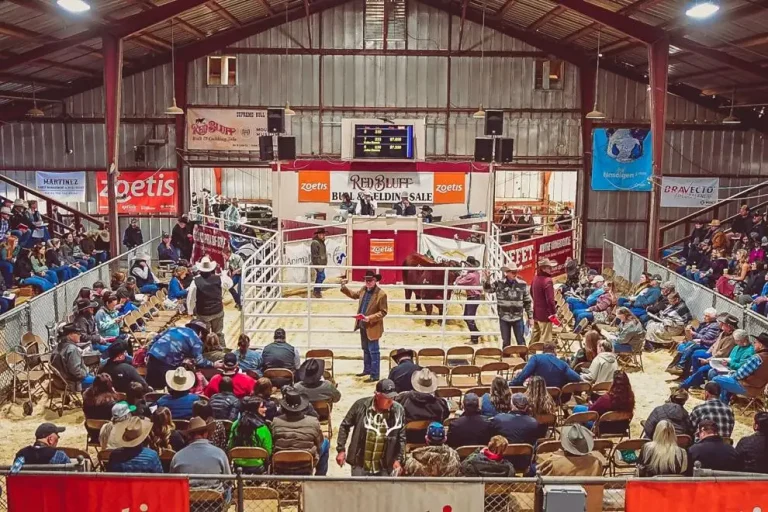 The 2024  Red Bluff Bull Sale.