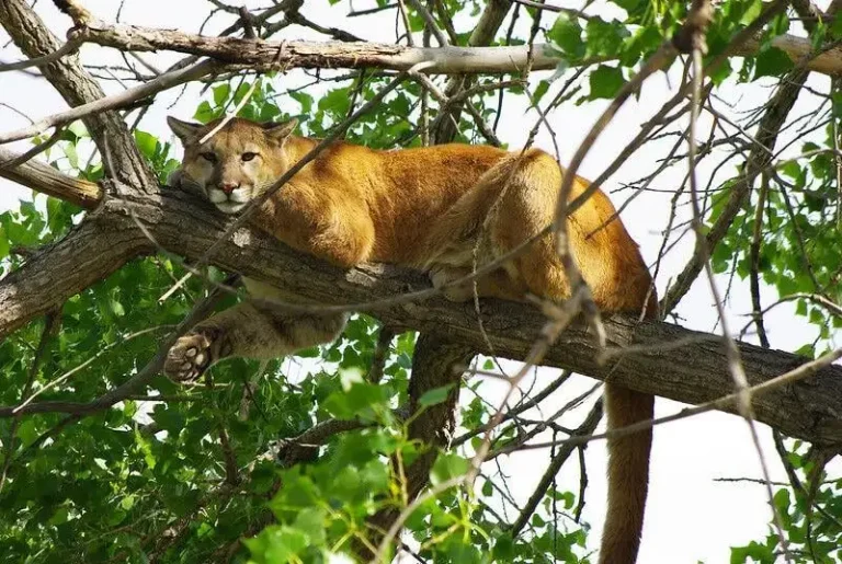 mountain lion tree