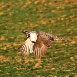 sage grouse
