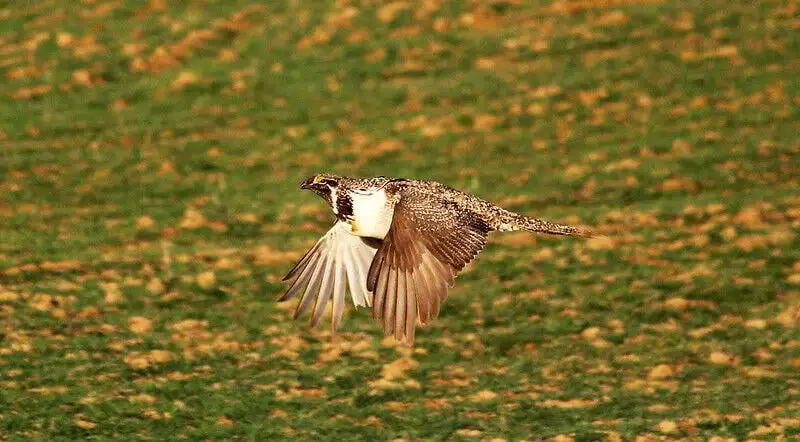 sage grouse