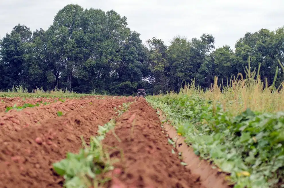 Forage insurance can be tool for precipitation risk management