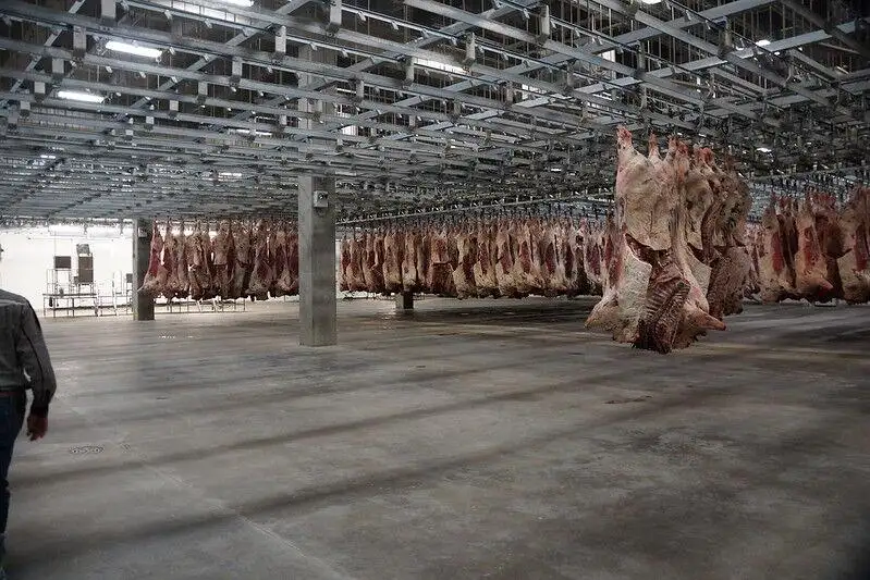 beef packer plant
