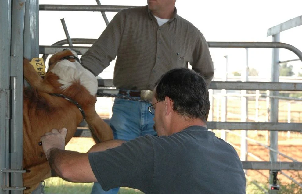 K-State implementing program to increase food animal vets
