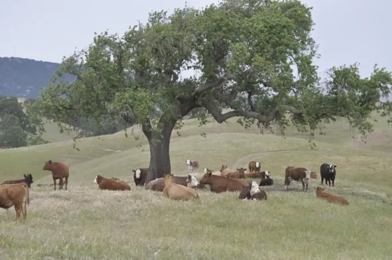 California producers to vote on Cattle Council