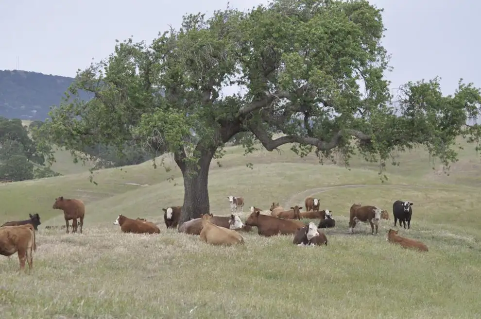 CA agriculture value surpasses $60B 