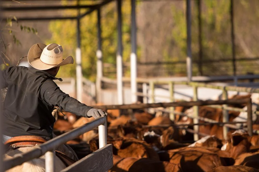 Rancher preparing to weigh and ship cattle