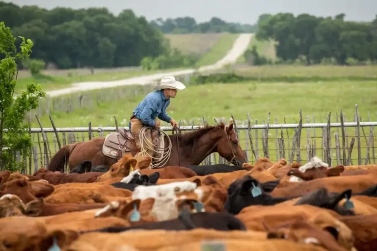 Cowboy working on a ranch