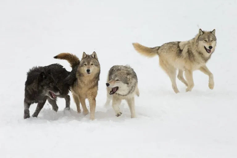 Grey Wolf pack in western US in Winter