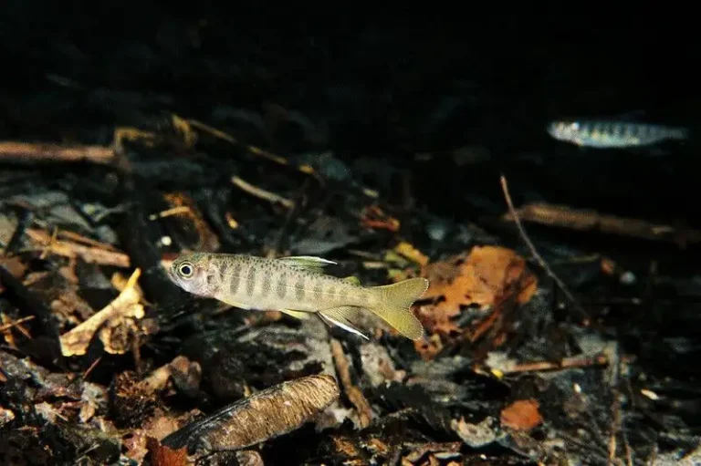 Juvenile coho salmon