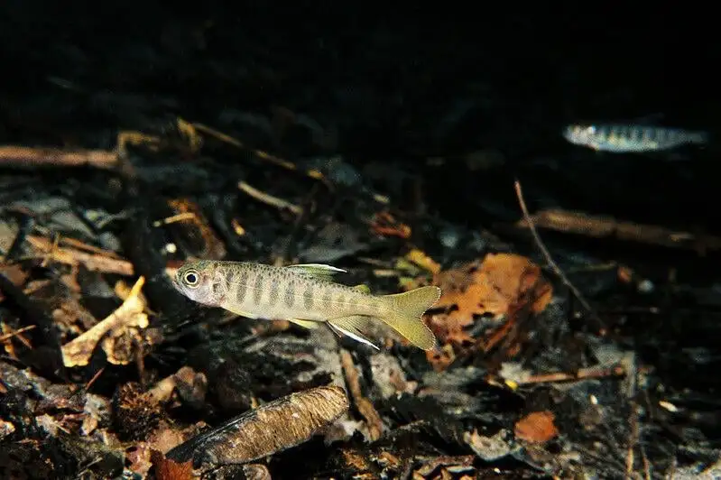 Salmon die off in Klamath River