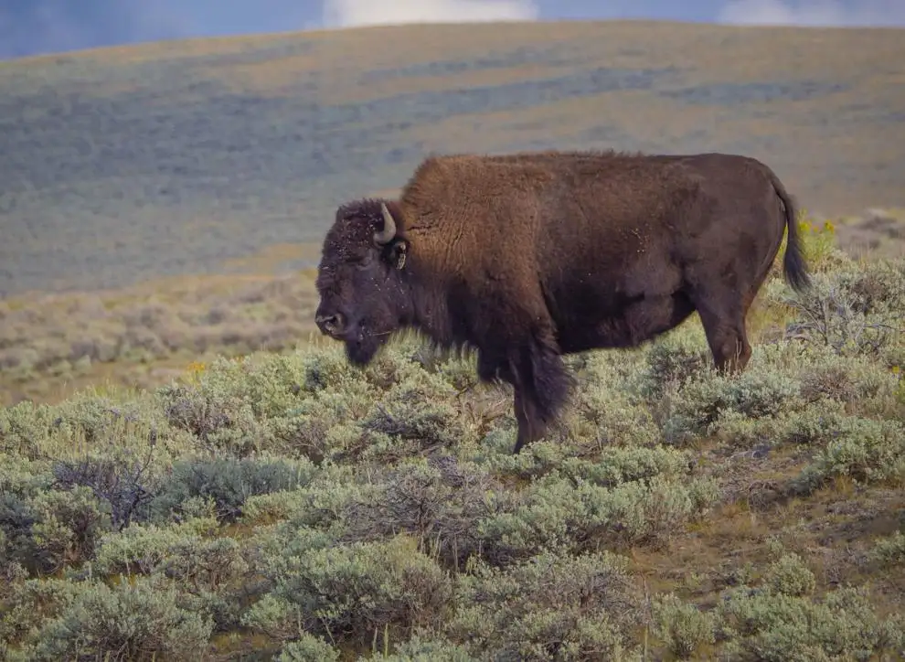 montana solo bison
