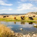 Cattle at a water hole at a cattle ranch in eastern Oregon near Paulina