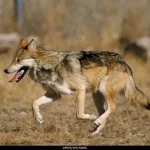 Mexican gray wolf