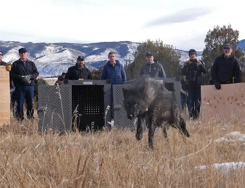 Colorado Parks and Wildlife released five gray wolves