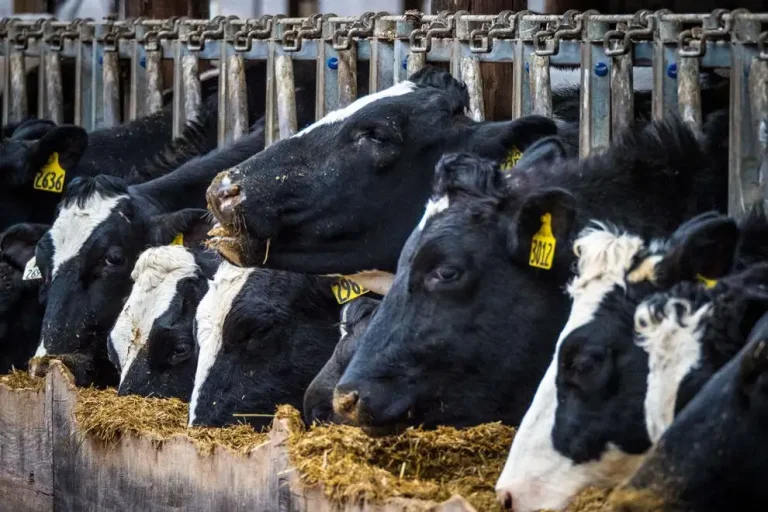 President elevates dairy issue in U.S.-Canadian trade