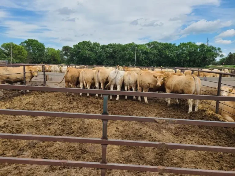 Charolais steers on feed at South Dakota State University