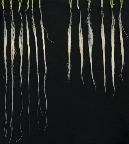 wheat roots