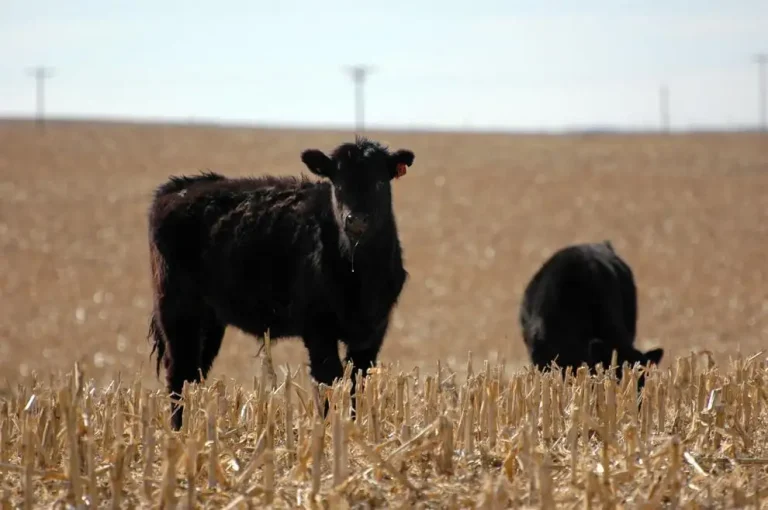 On Target: Weaning diet options