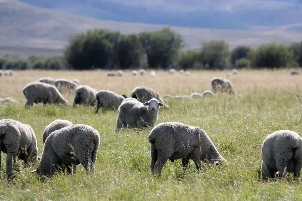 Boulder expands targeted-grazing program
