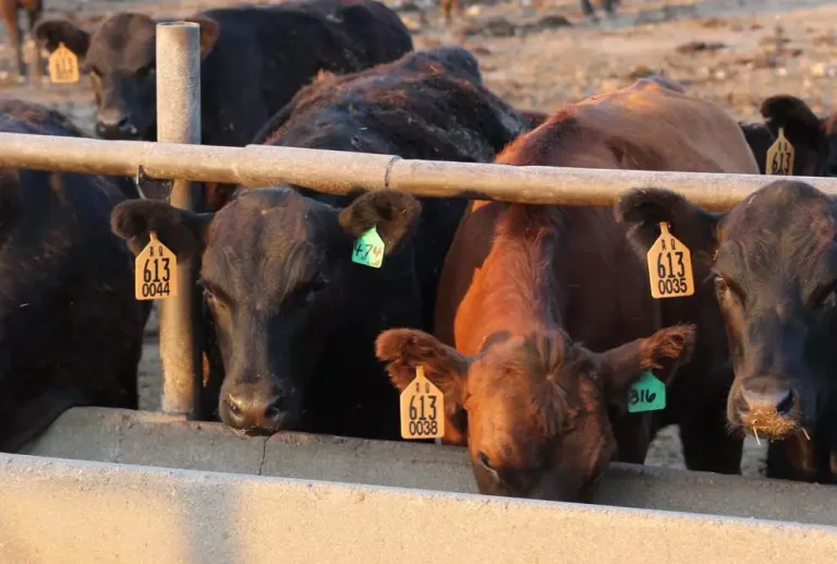 cattle feed bunk