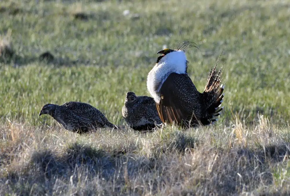 BLM issues OR, CO sage grouse RODs