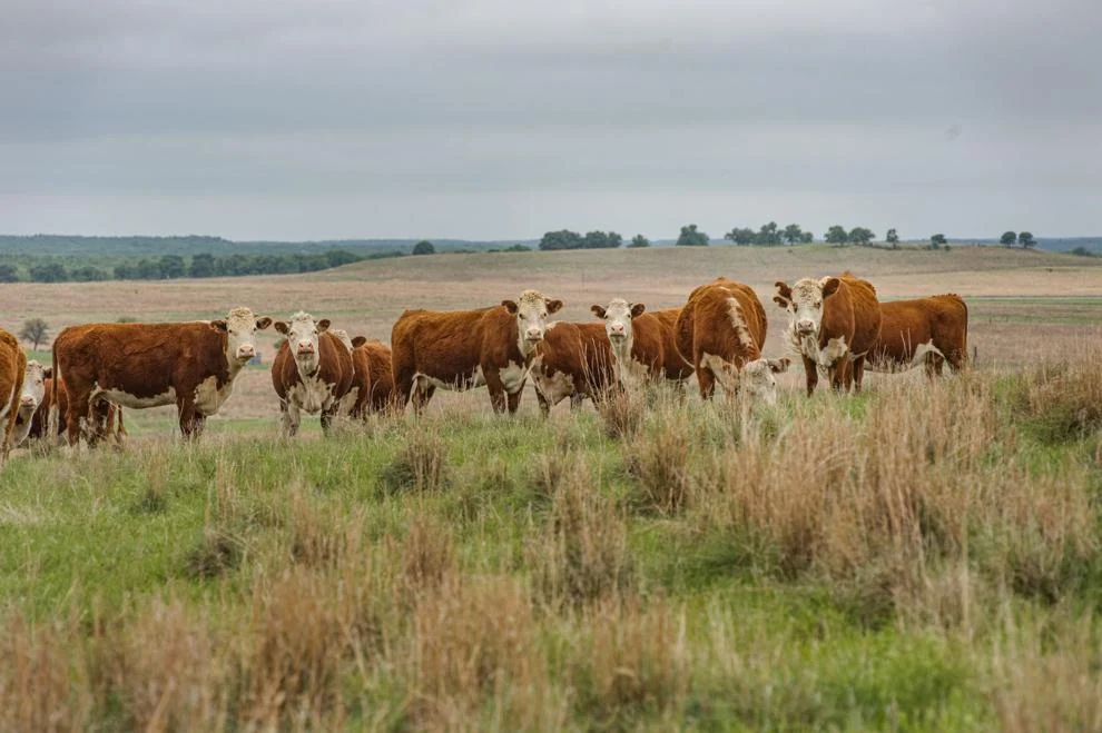 Greater Omaha launches Hereford Affidavit