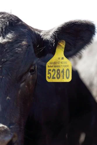 us cattle trace