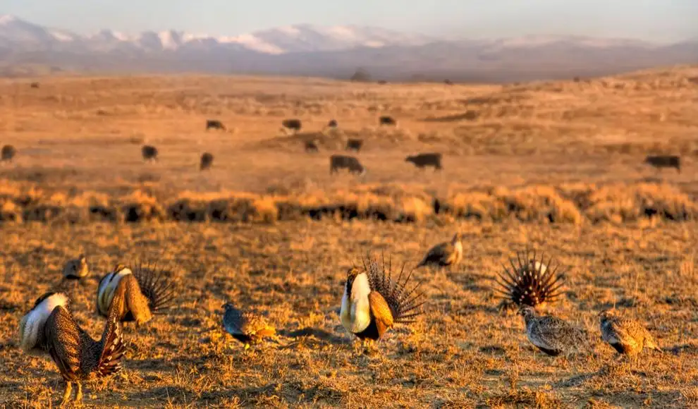 Sage Grouse and cattle generic