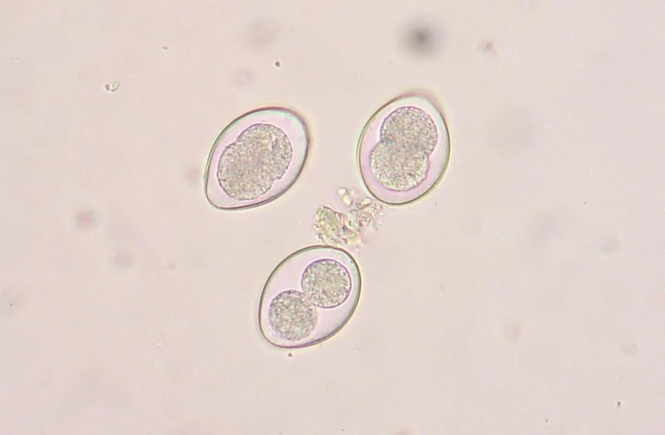 Coccidia.jpg