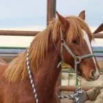 “Revolutionary” partnership could reshape wild horse management