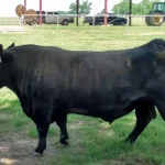 Ozark-Osage Tour