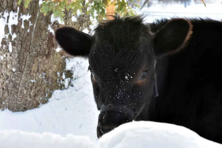 La NiÃ±a and the 2017-2018 winter outlook