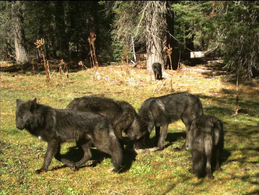 California wolf listing called illegal
