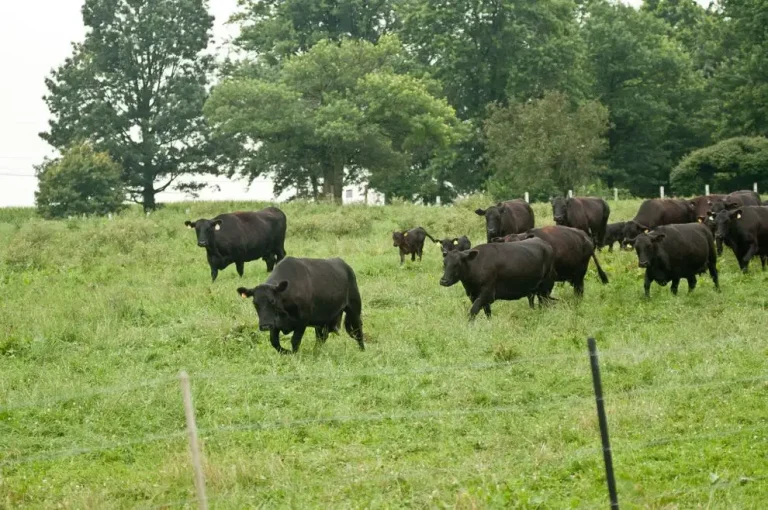 On Target: Quality in the cow herd