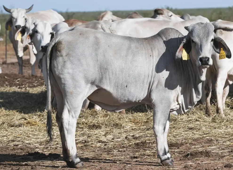 brahman